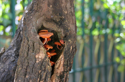 Tree Rotting At Base Mushrooms In Tree Cavitiy Hole Davey Tree