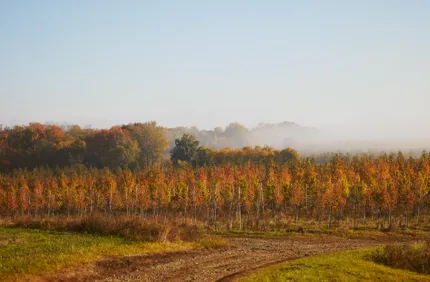 fall