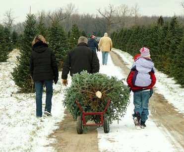 selecting a Christmas tree at a tree farm