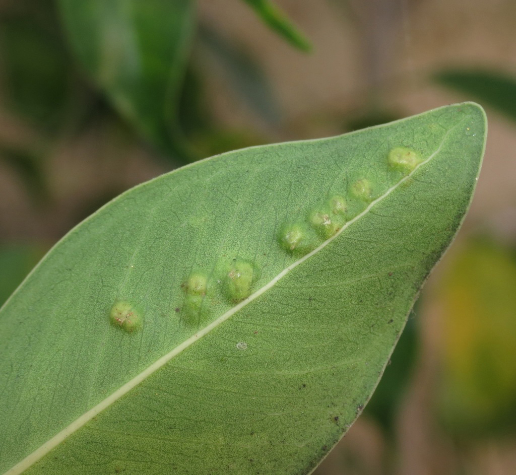 Ficus Gall Wasp C Mallory