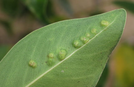 Ficus Gall Wasp C Mallory