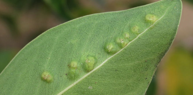 Ficus Insect Problem Pest Management | Stress Reduction | Davey Tree