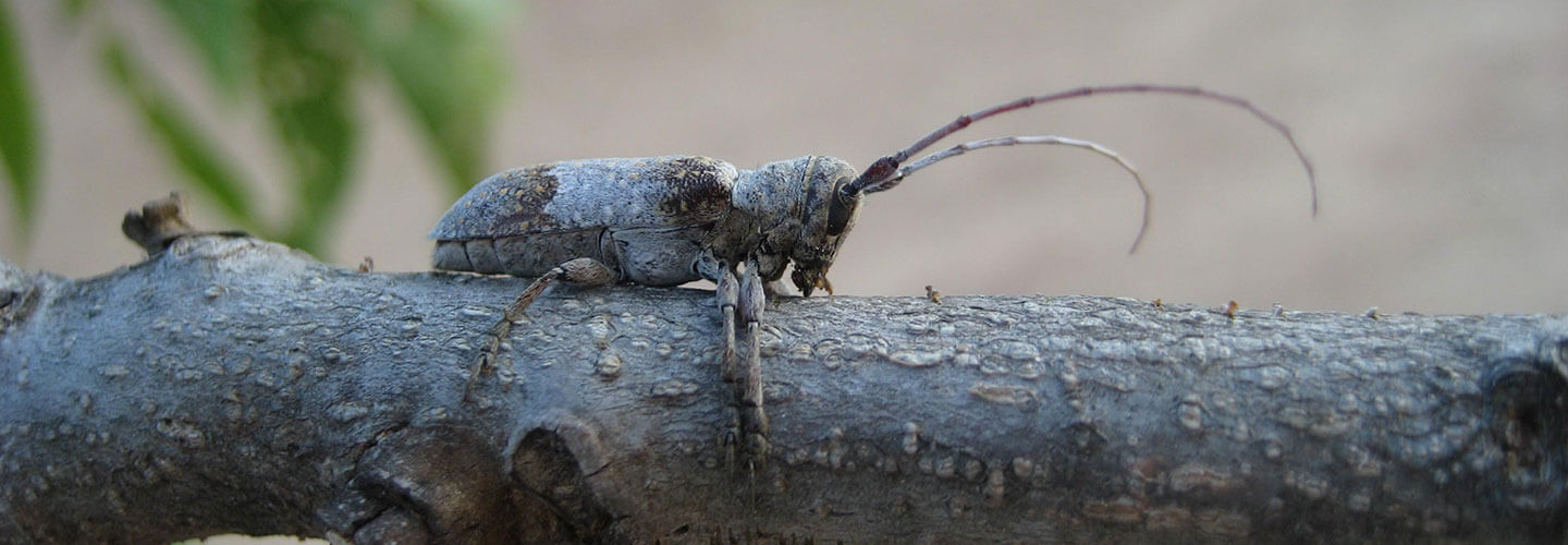 Pest And Disease Twig Girdler And Twig Pruner Banner 1440X500