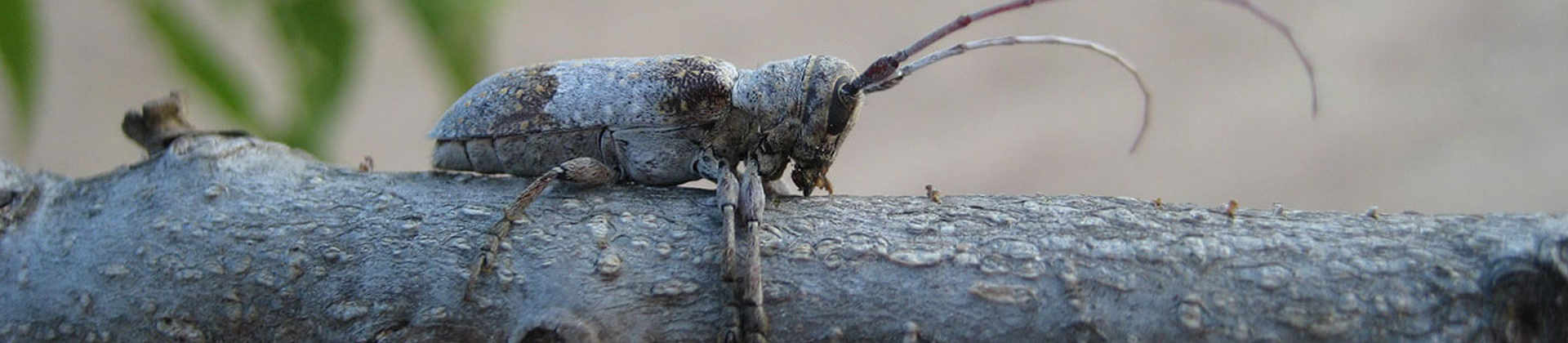 Girdler Insect Twig Girdler and Twig Pruner Beetles | Davey Tree