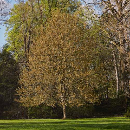 One tall tree with greenish-yellow leaves a short distance away.