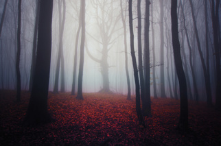 tree trunks in fog with red leaves on the ground