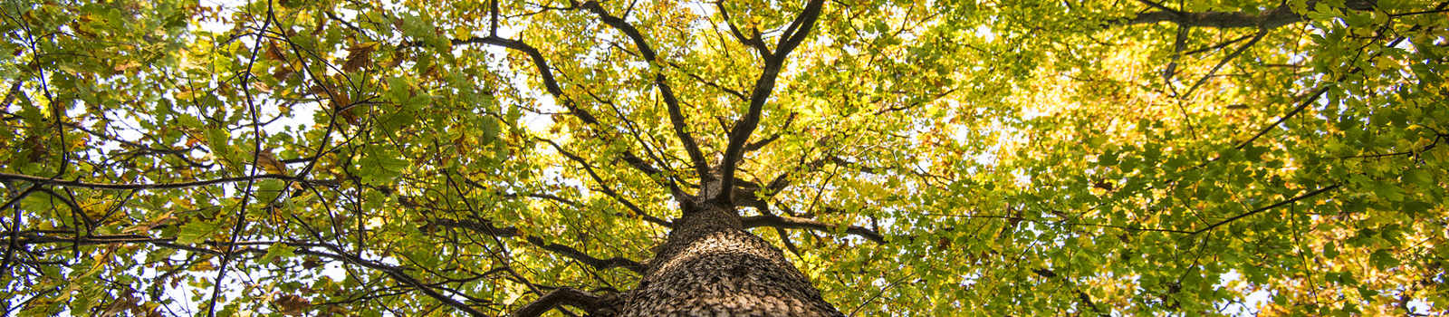iTree Tree Benefits Tool | Davey Tree