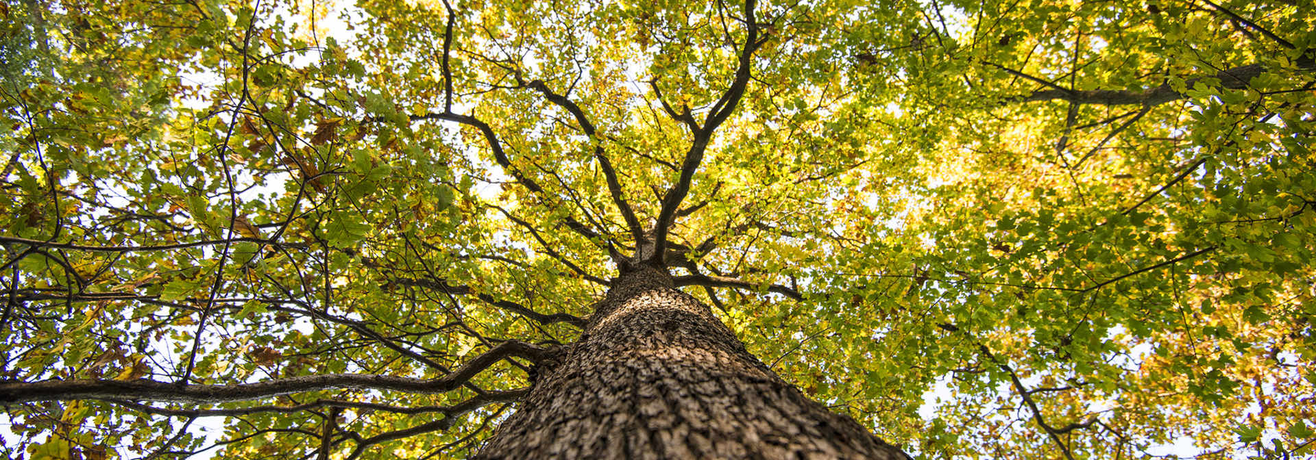iTree Tree Benefits Tool | Davey Tree