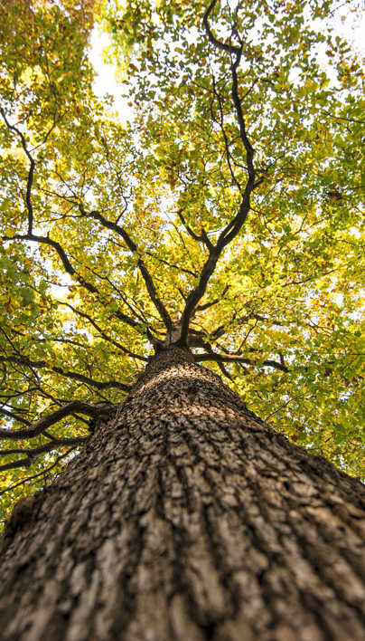 iTree Tree Benefits Tool | Davey Tree