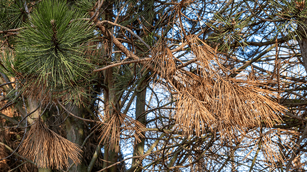 Pest And Disease Center Diplodia Tip Blight Sideimage3 608X341