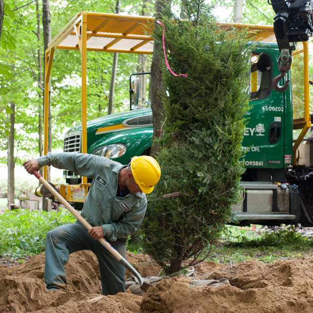 Residential Tree Planting & Transplanting Services | Davey Tree