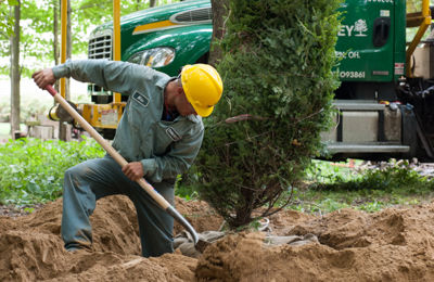 Tree Service Guilford Ct