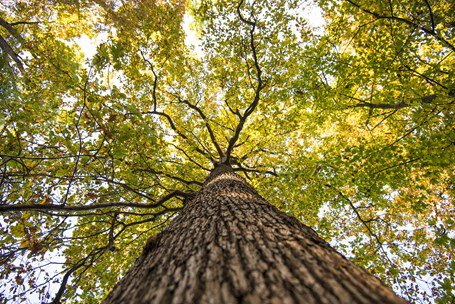 looking up at a tree