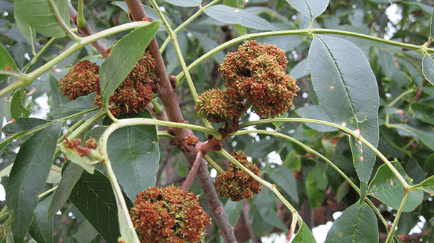 Pest And Disease Ash Flower Gall Mite Sideimage 608X341