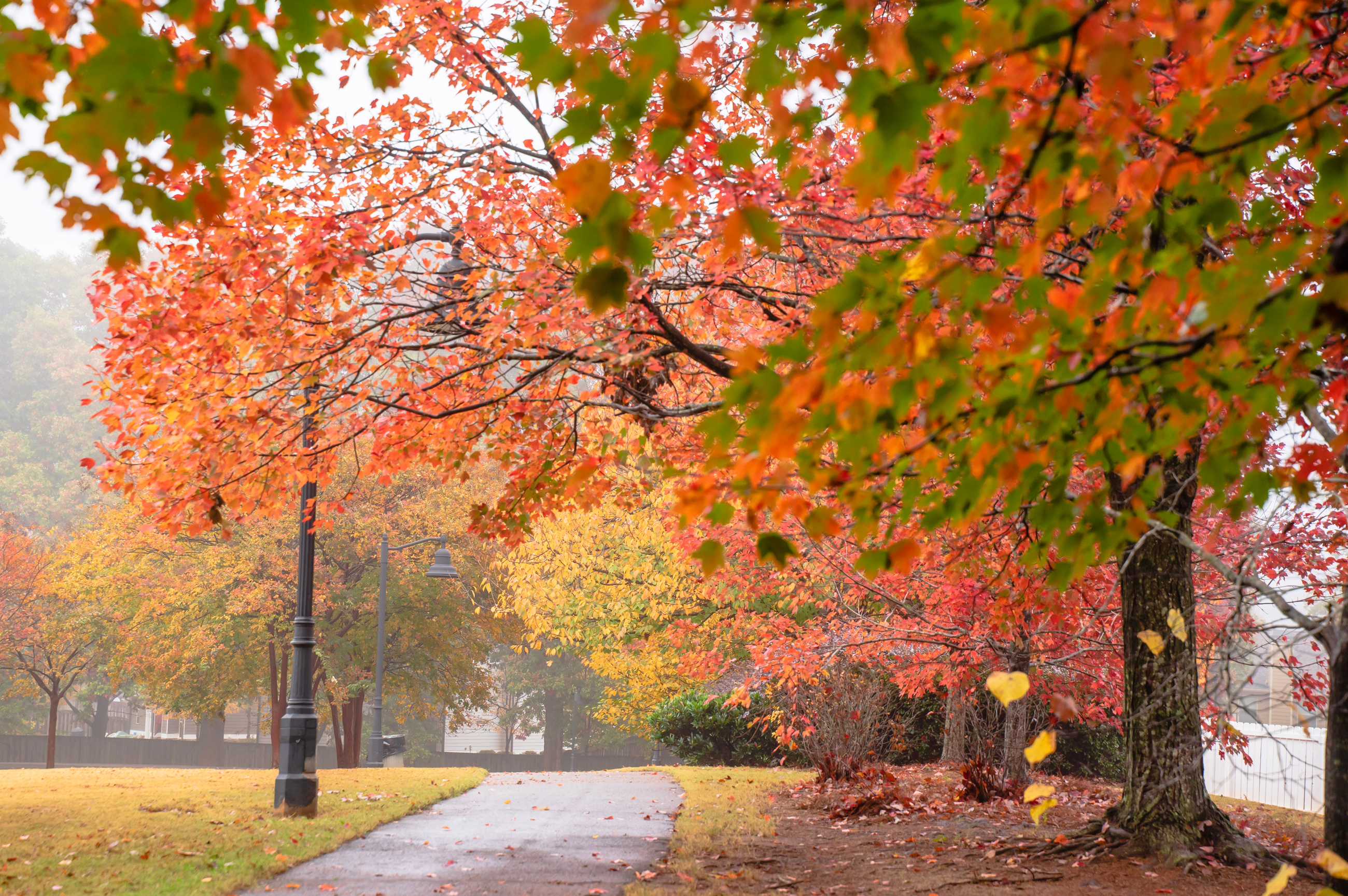Fall Leaves Changing
