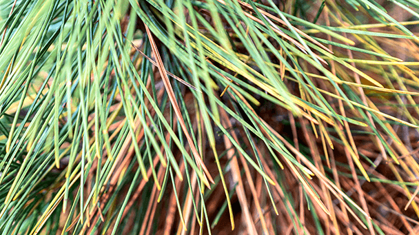 Pest And Disease Center Diplodia Tip Blight Sideimage2 608X341