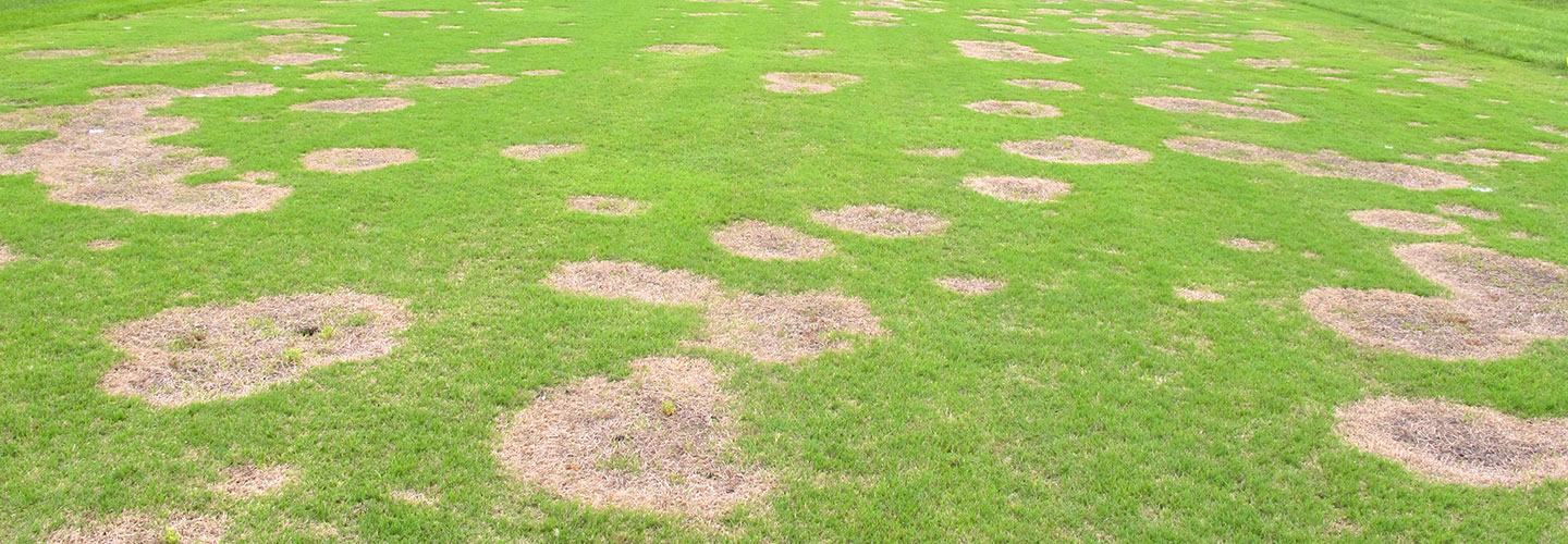 Pest And Disease Spring Dead Spot In Bermudagrass Banner 1440X500