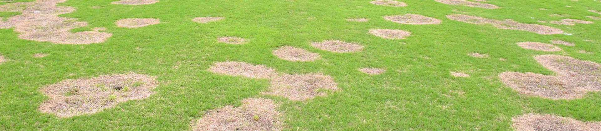 Spring Dead Spot in Bermudagrass | Davey Tree