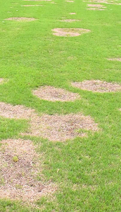 Spring Dead Spot in Bermudagrass | Davey Tree