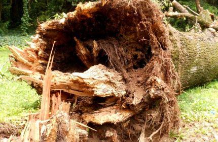 Fallin tree