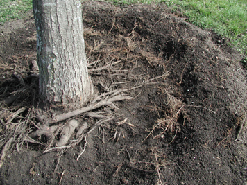 Photo of a tree with girdling roots