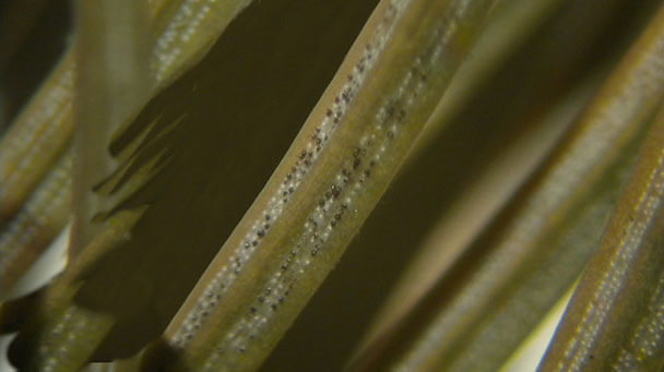 Pest And Disease Rhizosphaera Needlecast Sideimage2 608X341