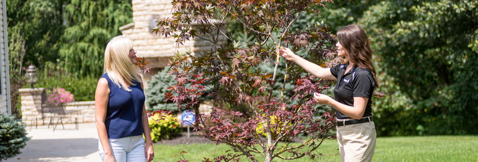 Phytophthora Bleeding Canker Identification & Treatment | Davey Tree