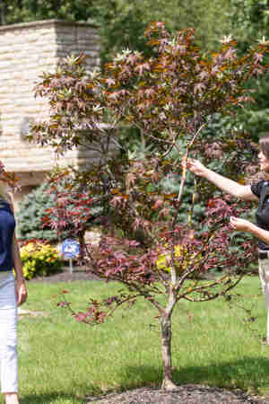 Tree Borers: How to Identify Tree Borers | Davey Tree