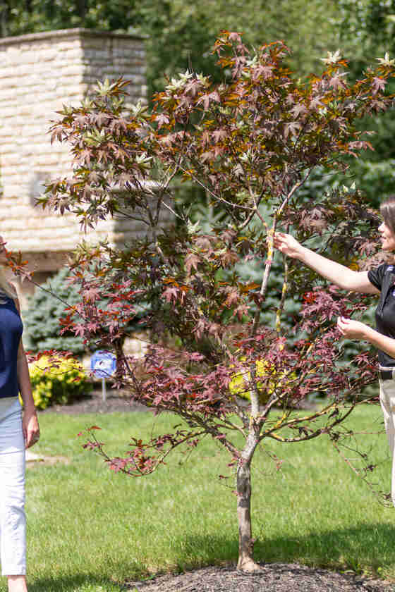 Maple Scale Cottony Maple Scale: How to Treat Cottony Maple Scale | Davey Tree