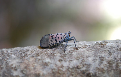 Photo of a spotted lantern fly