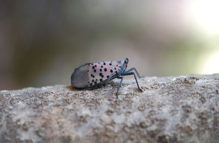 Spotted Lanterfly