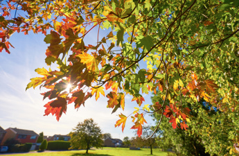 Sycamore leaves starting to turn red at the end of an English summer. Instagram type styling applied.
