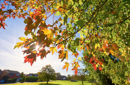 Sycamore Leaves Beginning To Change Fall