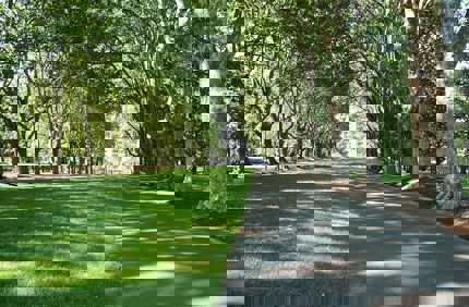 Park Trees Nature Buildings