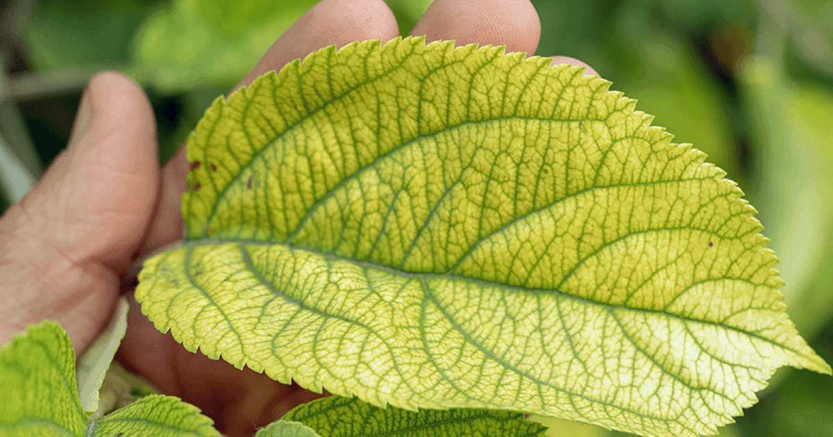 Iron Chlorosis Caused by Iron Deficiency | Davey Tree