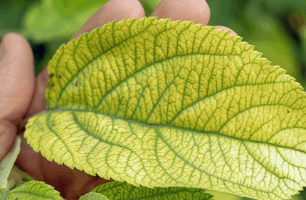 Pest And Disease Center Iron Chlorosis Banner 1440X500