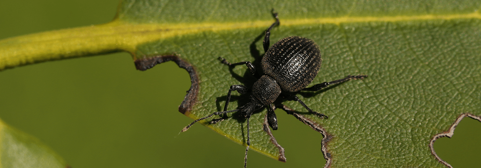 Pest And Disease Black Vine Weevil Banner 1440X500