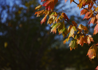 A close view of tree branches coming into frame from the right with fall-colored leaves shining in the sun.