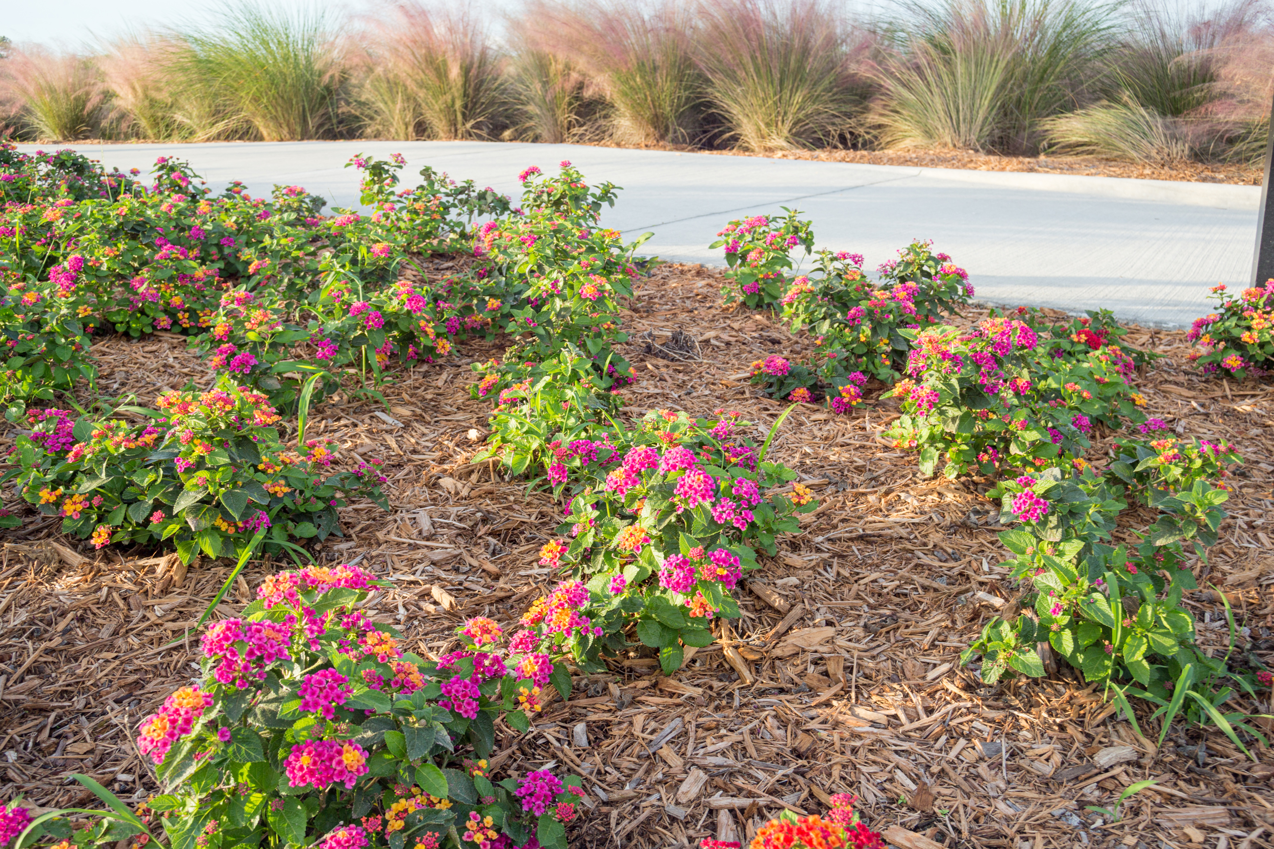 Landscape Maintenance