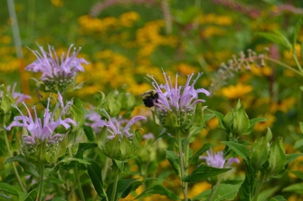 Pollinator habitat research plots at the SEED Campus.