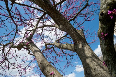 flowering tree