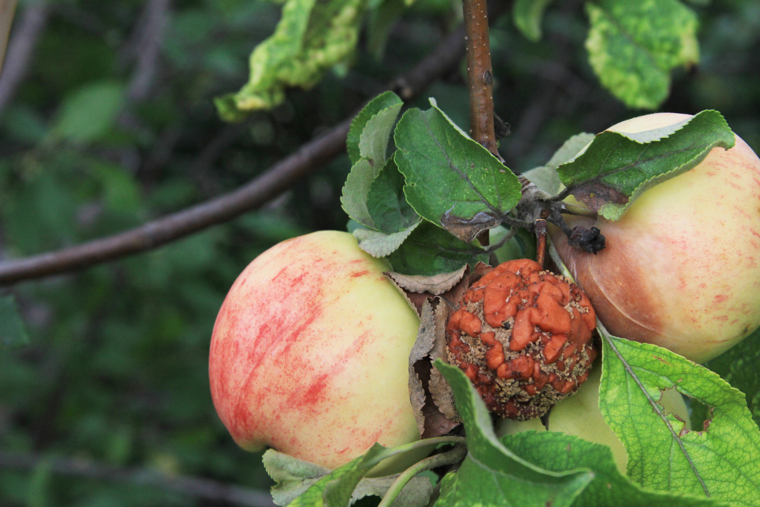 Shutterstock 1504772663 Monilinia Brown Rot