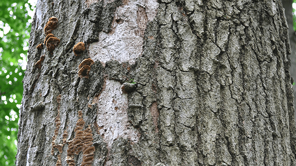 Pest And Disease Hypoxylon Canker Of Oaks Sideimage2 608X341