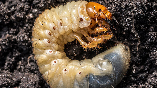Pest And Disease Turf Grubs Sideimage 608X341