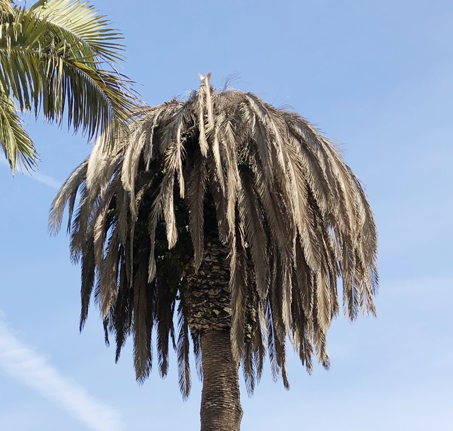 SAPW Killed Canary Island Date Palm