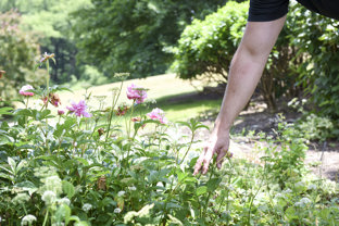 flower, bush, shrub, arborist, inspection