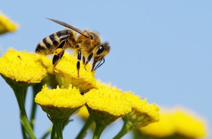 Pollinator Garden Bee On Yellow Flower