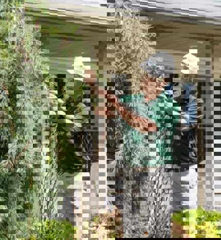 Inspecting Pine