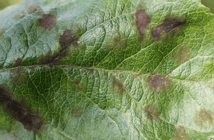 Pest And Disease Apple Scab Banner 1440X500