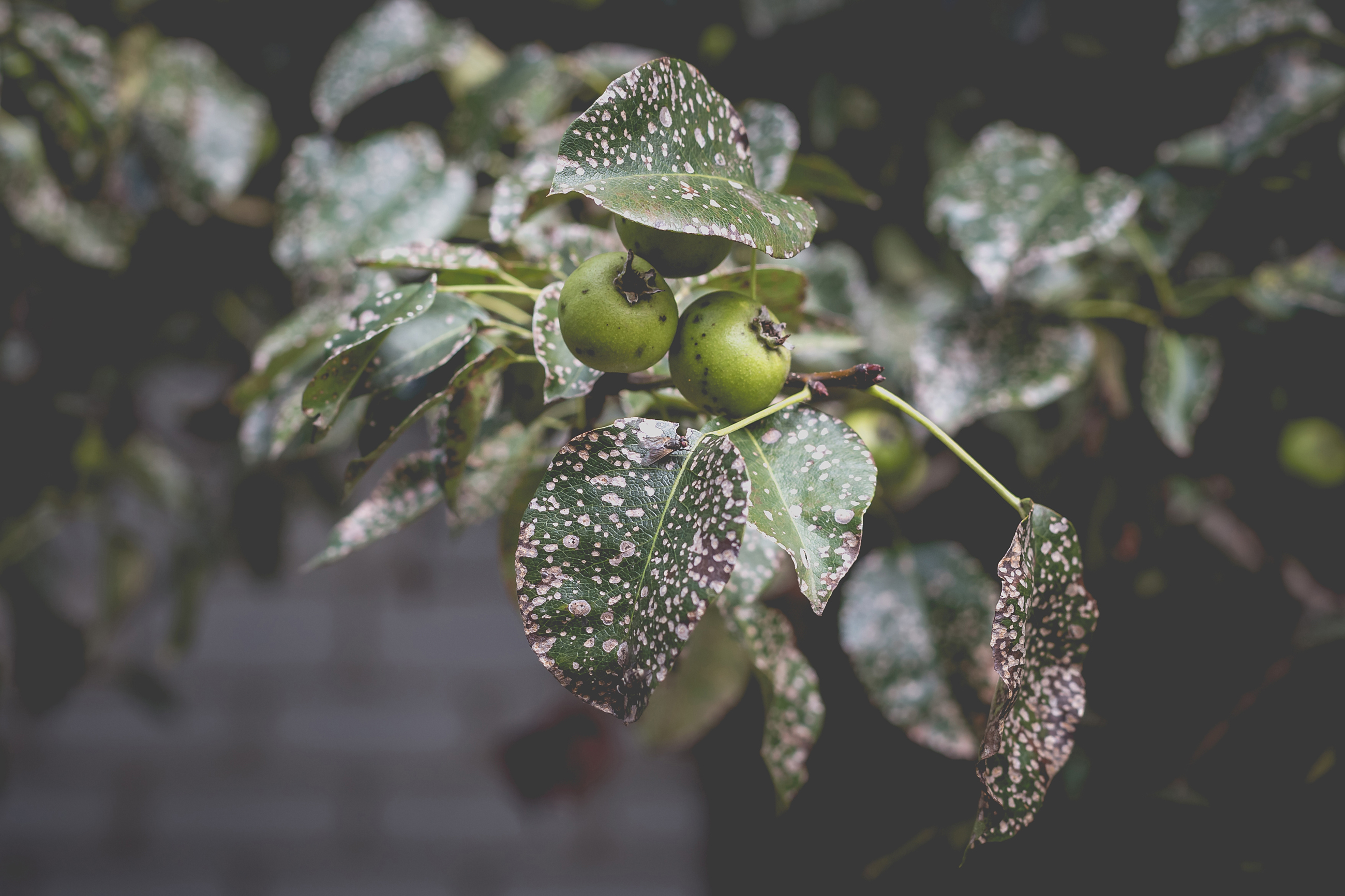 Ss 2033439272 Septoria Pear